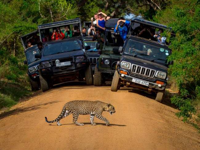 3. Yala, Sri Lanka: Hệ sinh thái đa dạng của vườn quốc gia Yala chắc chắn sẽ gây ấn tượng mạnh đối với du khách. Đây là một trong những khu vực có số lượng báo lớn nhất thế giới. Ngoài ra, bạn có thể ngắm công, cá sấu, gấu và voi. Tu viện Sithulpawwa hơn 2.000 năm tuổi, từng là nơi ở của các nhà vua &nbsp;Sri Lanka, cũng là điểm du lịch hấp dẫn trong vườn quốc gia Yala.