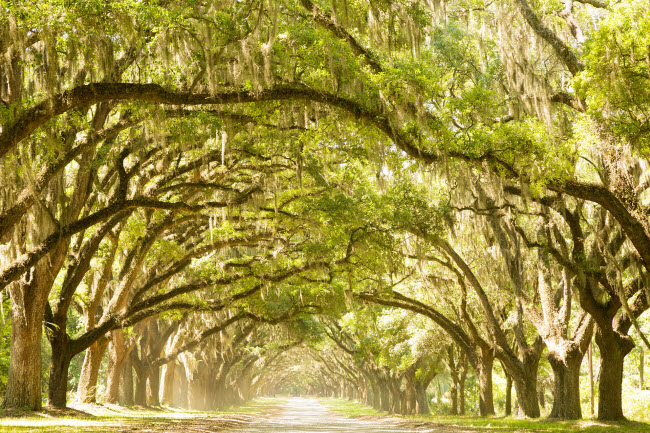 Thành phố Savannah ở Georgia được gọi là “thành phố Rừng” do có nhiều cây sồi cổ thụ tạo thành cấu trúc vòm tự nhiên trên các con đường.