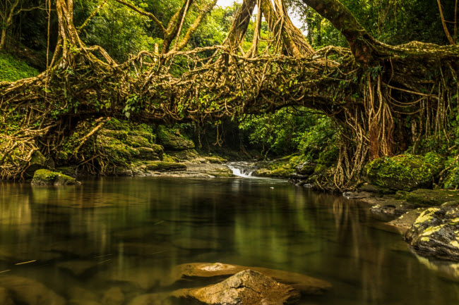 Trong khu rừng Meghalaya ở Ấn Độ, rễ cây cổ thụ vắt qua sông trong nhiều thập kỷ để tạo ra cầu rễ cây độc đáo.