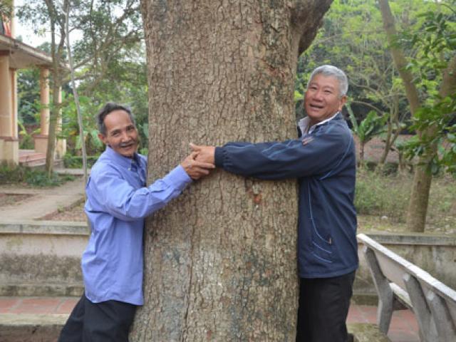 Cận cảnh “cụ” sưa 400 tuổi được đại gia gỗ săn đón ở Bắc Ninh