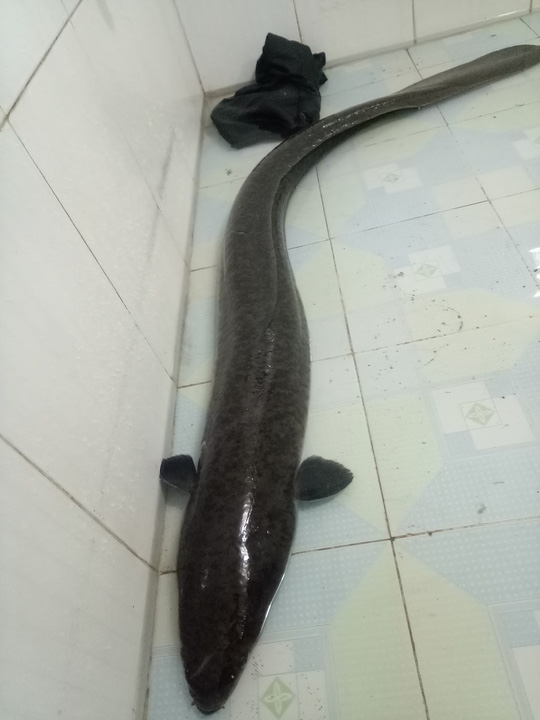 Đầu năm bắt được cá lệch “khủng” dài 1,6 m, nặng 10 kg - 1