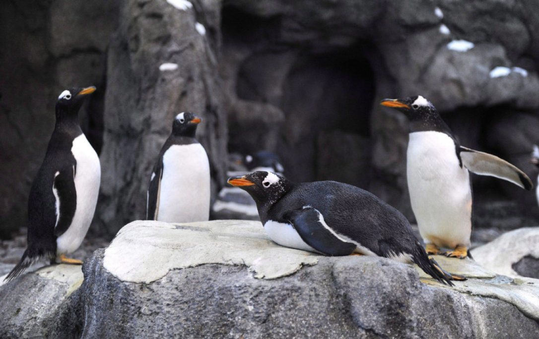 Quốc gia đang lạnh đến nỗi chim cánh cụt cũng không sống nổi - 1