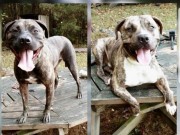 Thế giới - Vụ chó pit bull ăn thịt chủ ở Mỹ: Xác khỏa thân nói lên điều gì?