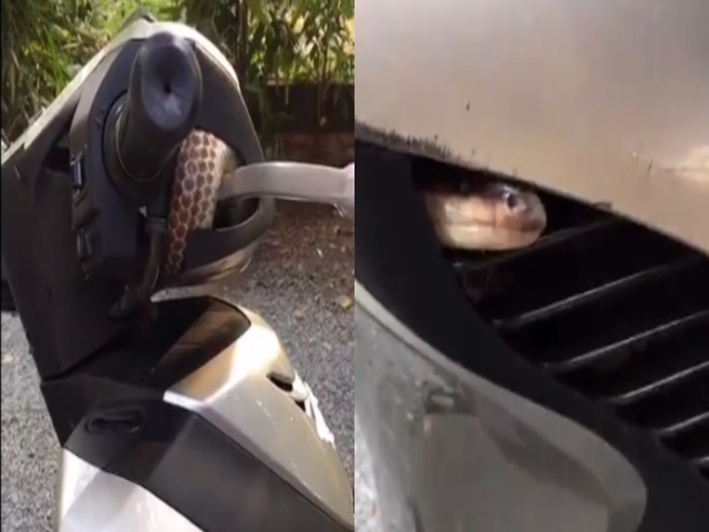 Video: ”Hết hồn” rắn hổ chui vào Honda SH