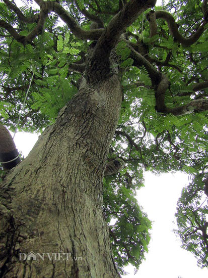 Hai cây me cổ nhất Việt Nam, 150 tuổi giá 6 tỷ, chủ vẫn chưa bán - 1