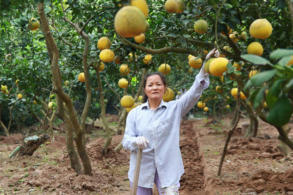 Được mùa lại lo... “bưởi tặc” - 1