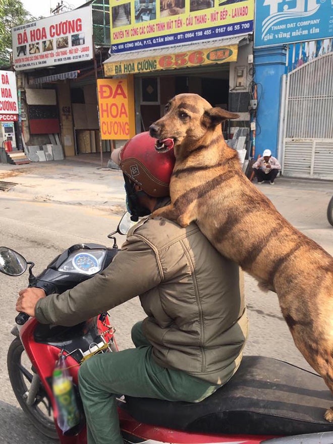 Chú chó ngồi sau xe máy lè lưỡi cực yêu &#34;gây bão&#34; mạng - 3