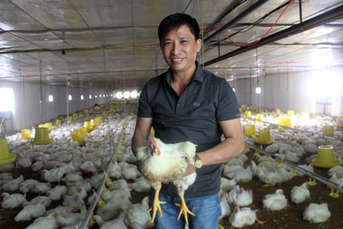 Thu lãi tiền tỷ nhờ nuôi gà theo công nghệ khép kín - 1
