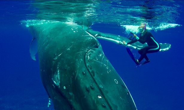 Cá voi khổng lồ dùng vây che chở, cứu nữ thợ lặn khỏi cá mập - 1