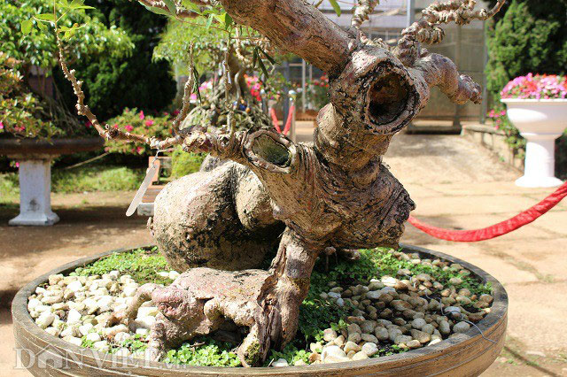 Lạ mắt bonsai &#34;Lão mì&#34; 25 năm tuổi - 4