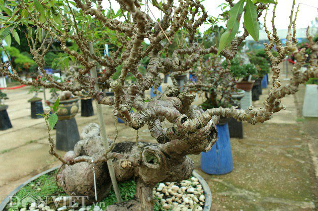 Lạ mắt bonsai &#34;Lão mì&#34; 25 năm tuổi - 7