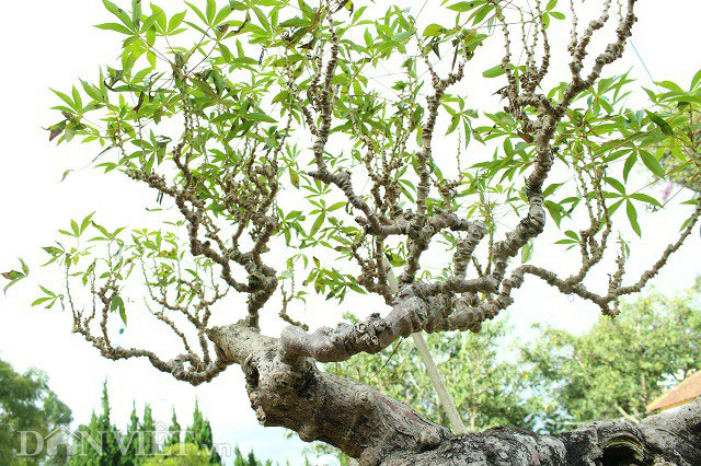 Lạ mắt bonsai &#34;Lão mì&#34; 25 năm tuổi - 8