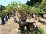 Tin tức trong ngày - Lạ mắt bonsai &quot;Lão mì&quot; 25 năm tuổi