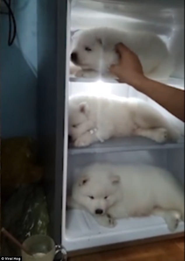 Báo Tây viết về 3 chú chó nằm ngủ trong tủ lạnh ở VN - 1