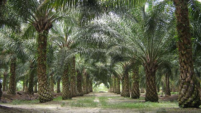 Malaysia: Đi câu cá, chết thảm vì hổ mang chúa khổng lồ - 3