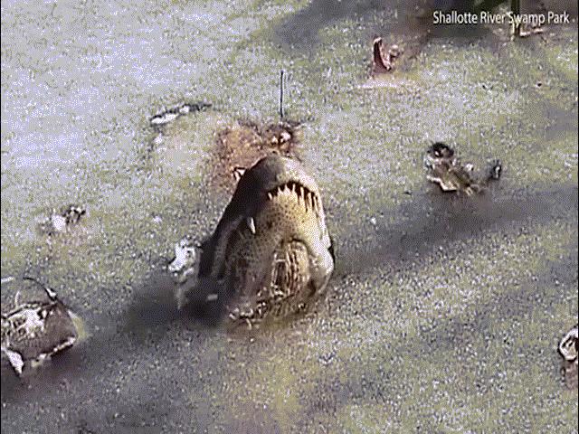 Cách cá sấu sinh tồn kì diệu khi nước đóng băng hoàn toàn