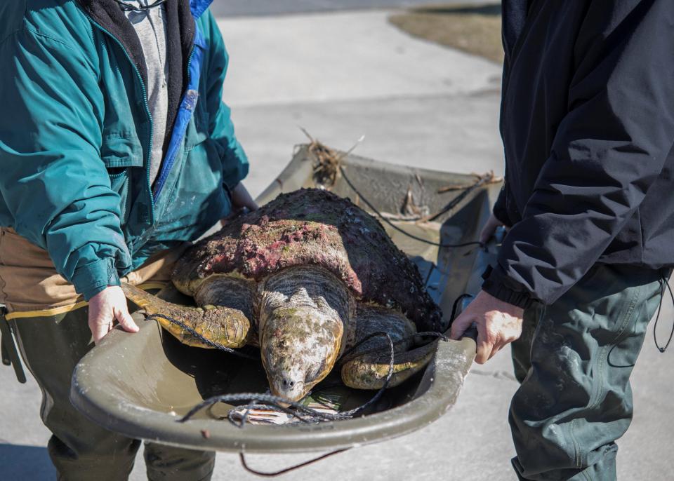 3.000 rùa biển “lăn quay” bất tỉnh vì giá rét kỷ lục ở Mỹ - 1