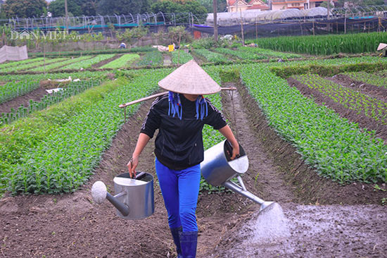 Hoa Đồng Chè &#34;ẩn mình&#34; chờ bung nở khoe sắc dịp Tết Mậu Tuất 2018 - 7