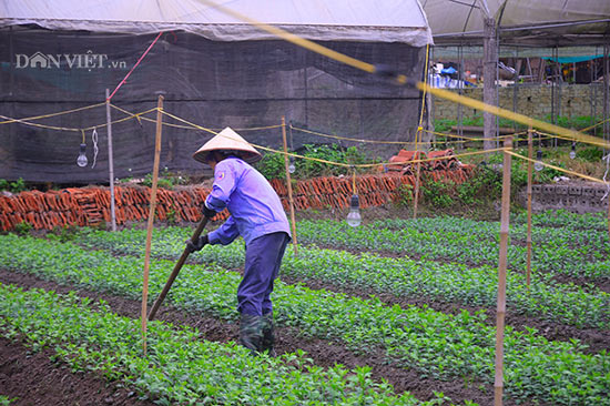 Hoa Đồng Chè &#34;ẩn mình&#34; chờ bung nở khoe sắc dịp Tết Mậu Tuất 2018 - 8