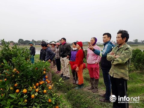 Thanh Hóa: Xót xa nhìn hàng trăm cây quất cảnh chết dần khi bị kẻ gian phá hoại - 8