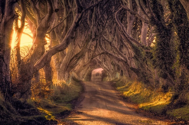 Con đường ma mị đã xuất hiện đầy rẫy trên phim này là The Dark Hedges nằm trên đường Bregah ở Bắc Ireland
