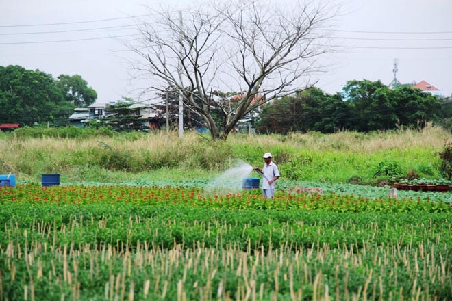 Ngàn hoa chớm nụ tại nơi “sản xuất đồ chơi Tết” lớn nhất Sài Gòn - 1