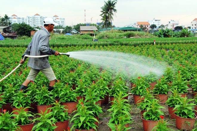 Ngàn hoa chớm nụ tại nơi “sản xuất đồ chơi Tết” lớn nhất Sài Gòn - 12