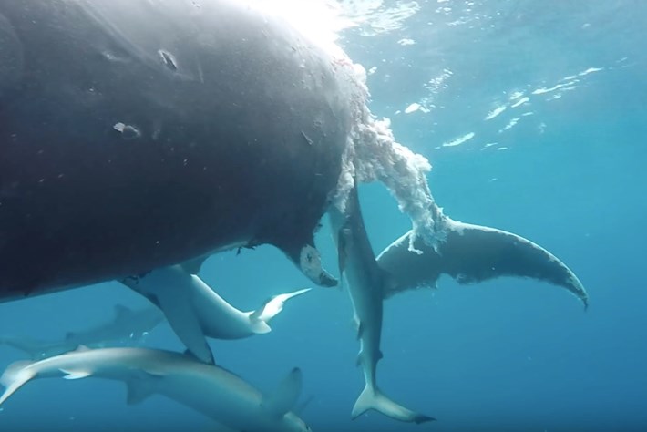 Video: 20 con cá mập xanh xé xác cá voi khổng lồ - 1