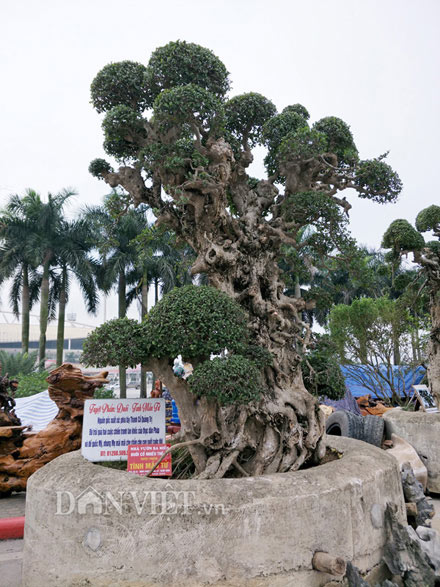 &#39;Tuyệt phẩm&#39; duối cổ nghìn năm được trả giá 20 tỷ đồng mà chưa bán - 1