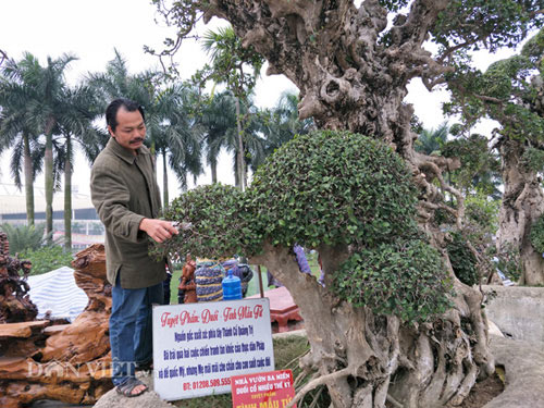 &#39;Tuyệt phẩm&#39; duối cổ nghìn năm được trả giá 20 tỷ đồng mà chưa bán - 4