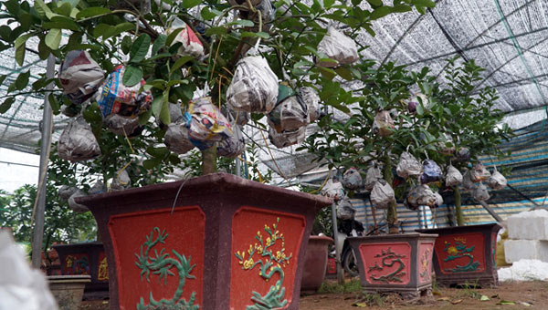 Phật thủ bonsai giá bạc triệu có nguy cơ &#34;cháy hàng&#34; trước Tết - 12