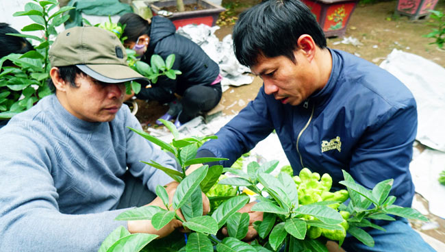 Phật thủ bonsai giá bạc triệu có nguy cơ &#34;cháy hàng&#34; trước Tết - 4