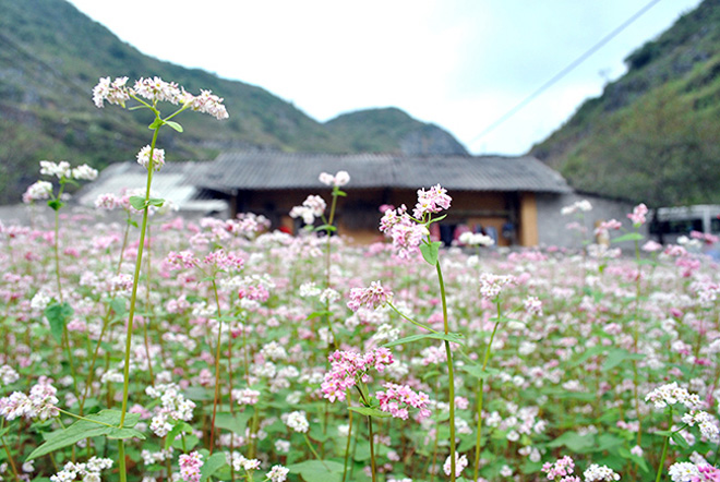 Ngỡ ngàng hoa tam giác mạch ở Hà Giang khoe sắc tại Sài Gòn - 2