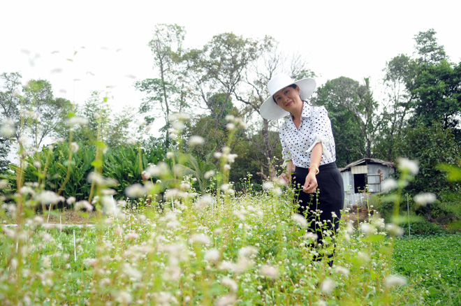 Ngỡ ngàng hoa tam giác mạch ở Hà Giang khoe sắc tại Sài Gòn - 10