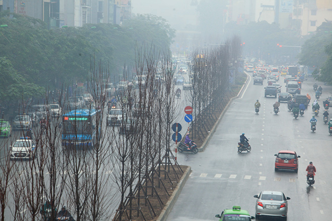 Hàng phong lá đỏ châu Âu đã xuất hiện trên đường phố Hà Nội - 2