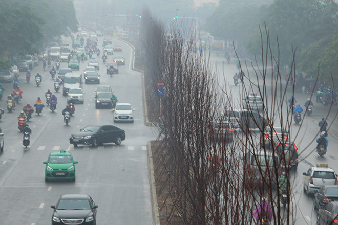 Hàng phong lá đỏ châu Âu đã xuất hiện trên đường phố Hà Nội - 9