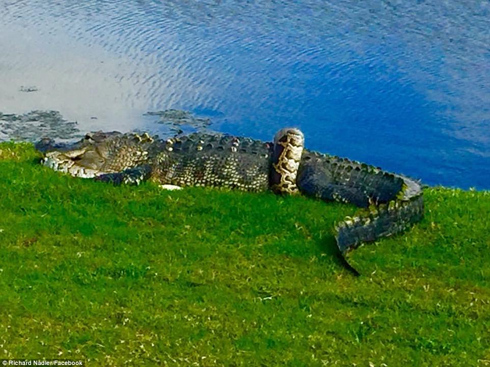 Cá sấu và trăn khổng lồ quyết chiến trên sân golf - 1