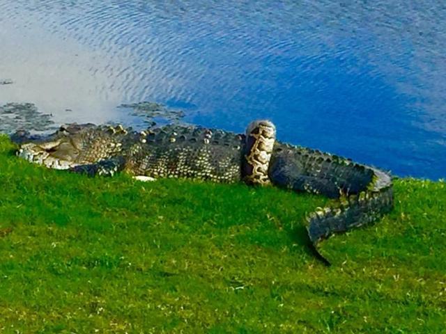 Cá sấu và trăn khổng lồ quyết chiến trên sân golf