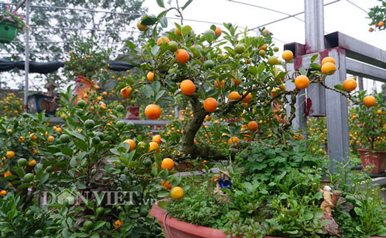 Mê mẩn vườn quất cần thăng sắp &#34;cháy hàng&#34; trước Tết ở Hà Nội - 8