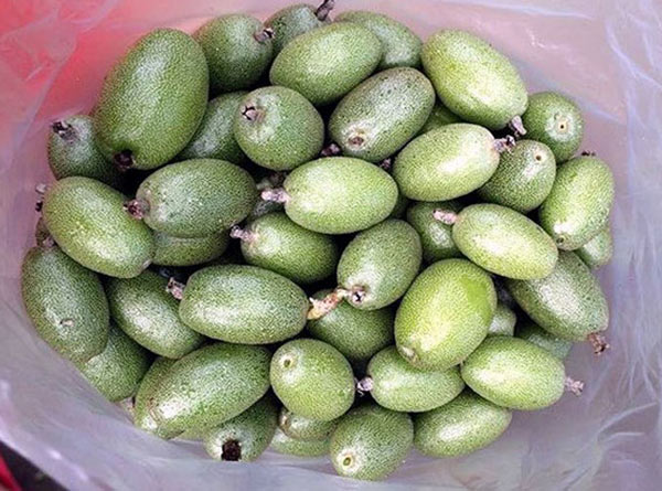 Nhót xanh chua loét, giá cao tới 200.000 đồng/kg vẫn &#34;cháy hàng&#34; - 4