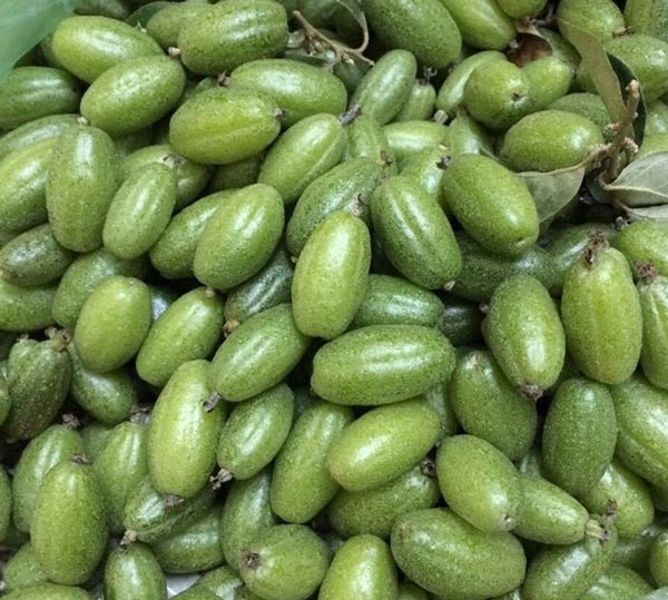 Nhót xanh chua loét, giá cao tới 200.000 đồng/kg vẫn &#34;cháy hàng&#34; - 6