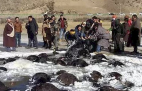 Hơn 100 bò Tây Tạng chết “bất đắc kỳ tử” vì giá rét ở TQ - 1
