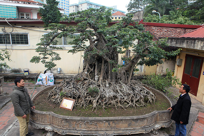 Chiêm ngưỡng sanh cổ trồng chậu có bộ rễ &#34;khủng&#34; nhất Việt Nam - 1