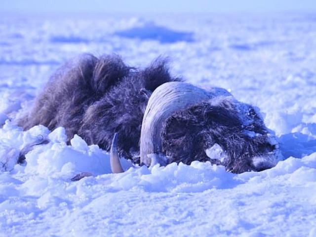 “Sóng thần băng” chôn vùi 52 con bò rừng Mỹ