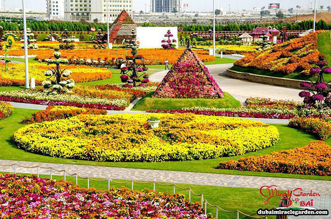 Không giống như hầu hết các khu vườn trên thế giới, Dubai Miracle Garden đóng cửa vào mùa hè do điều kiện thời tiết khắc nghiệt. Nhưng chỉ cần mùa thu tới là du khách có thể thoải thích chiêm ngưỡng vẻ đẹp mê ly của hàng triệu loại hoa tại nơi đây.