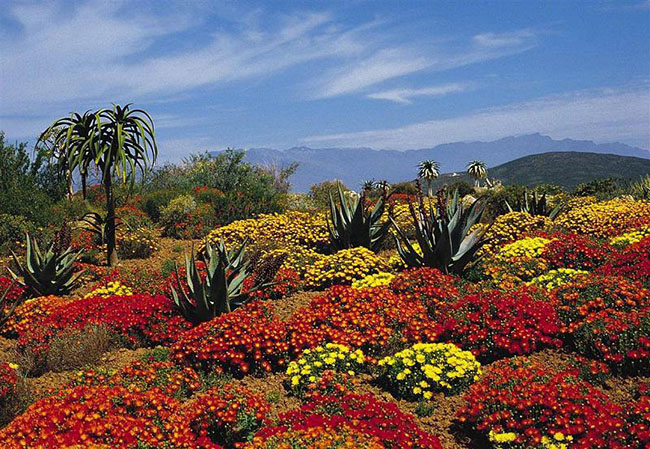 Kirstenbosch được thành lập năm 1913 là vườn thực vật đầu tiên trên thế giới được tạo ra với mục đích bảo tồn cuộc sống thực vật độc đáo của Nam Phi. Kirstenbosch cũng là khu vườn đầu tiên trong chín vườn bách thảo Nam Phi được bảo vệ như một di sản thế giới của UNESCO.