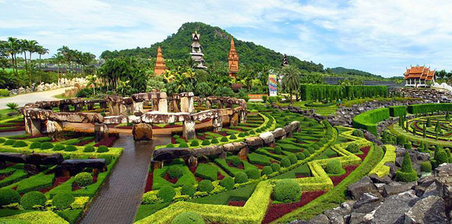 Bên cạnh nhà vườn lan rộng lớn nhất ở Thái Lan (hơn 650 loài), Vườn Thực vật Nhiệt đới Nong Nooch còn có một khu riêng để nuôi dưỡng loại thiên tuế vàng tại chỗ, giúp bảo tồn và bảo vệ các loài thiên tuế sắp tuyệt chủng.