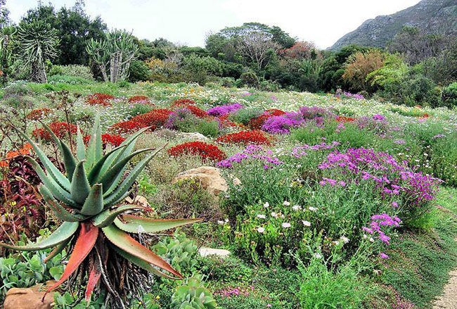 4. Vườn Kirstenbosch ở Nam Phi: Nằm ở chân Núi Table ở Cape Town, Nam Phi, Vườn Bách Thảo Quốc gia Kirstenbosch có hơn 7.000 loài thực vật khác biệt. Kirstenbosch cũng có một số khu vườn theo chủ đề nhỏ hơn cùng với một bộ sưu tập cây dương xỉ, bạch tuộc và nhiều loại thực vật khác. Một trong những khu vườn này là Medicinal Garden, nơi bảo vệ các loài thực vật khác nhau được biết đến với mục đích sử dụng chúng để làm thuốc.