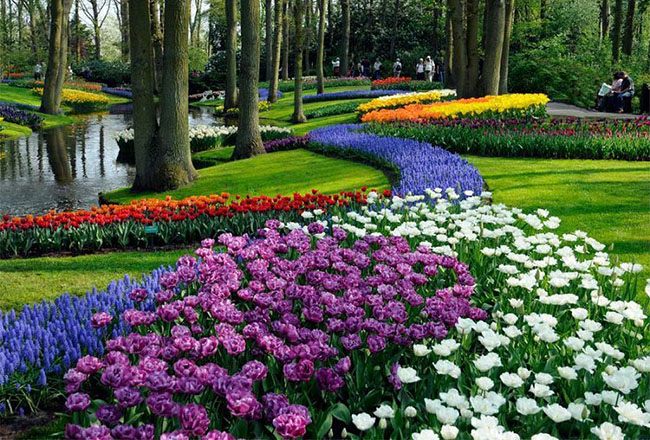 5. Công viên Keukenhof – Hà Lan: Keukenhof Garden là vườn hoa lớn thứ hai trên hành tinh, nhỏ hơn so với Dubai Miracle Garden, nhưng được coi là khu vườn nhiều màu sắc nhất trên thế giới.