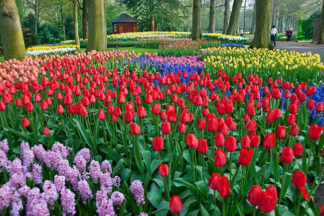 Với 75.000 hoa tulip thay nhau nở từ hơn 600 giống khi hàng nghìn bông tunip nở hoa, cả khu vườn như một biển sắc màu sống động.